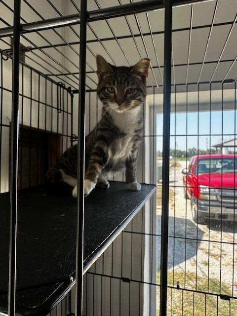 Enlarge Harvey, a Adoptable Tabby in Louisville, IL image 1/1