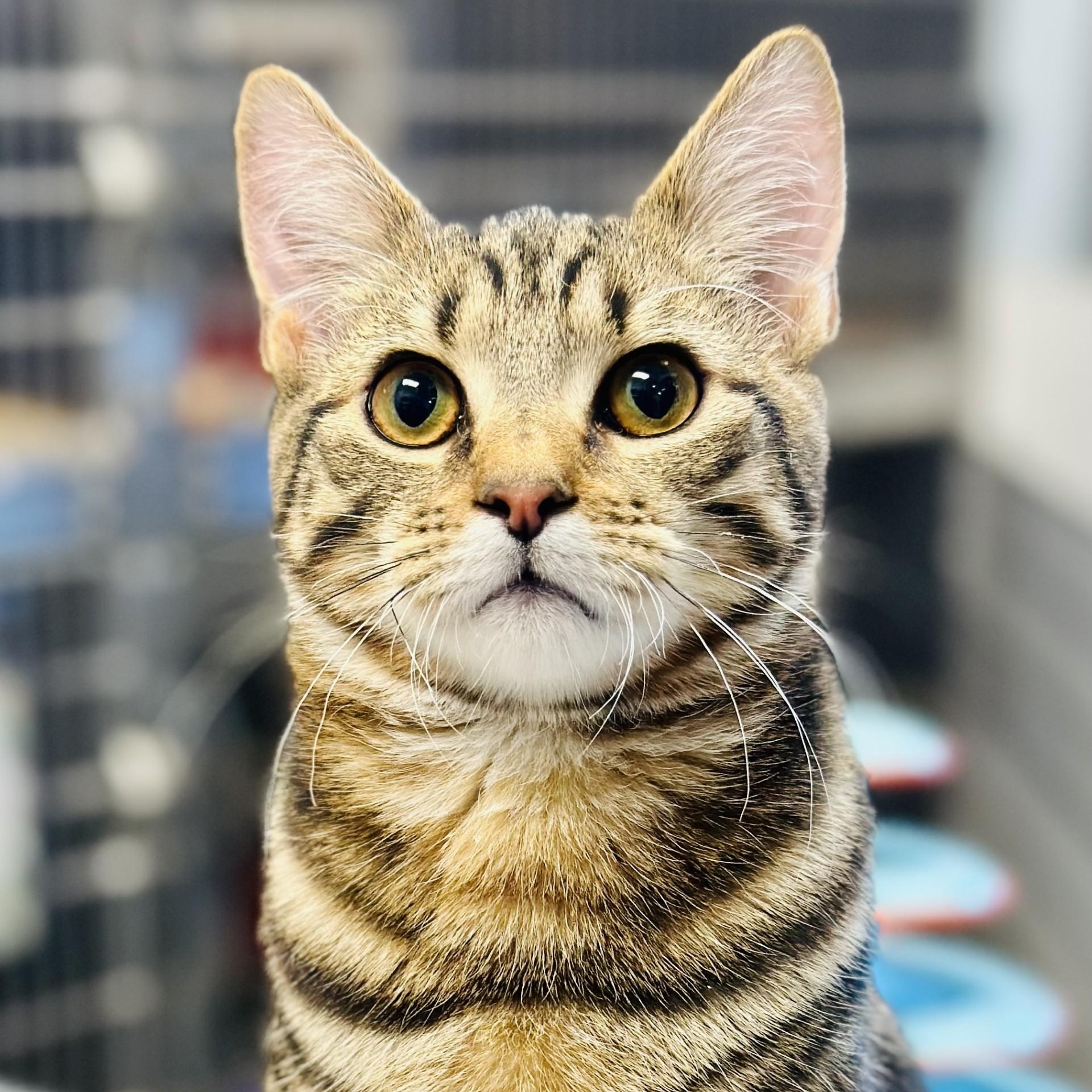 Pancho , adopted, Young Male Domestic Short Hair.