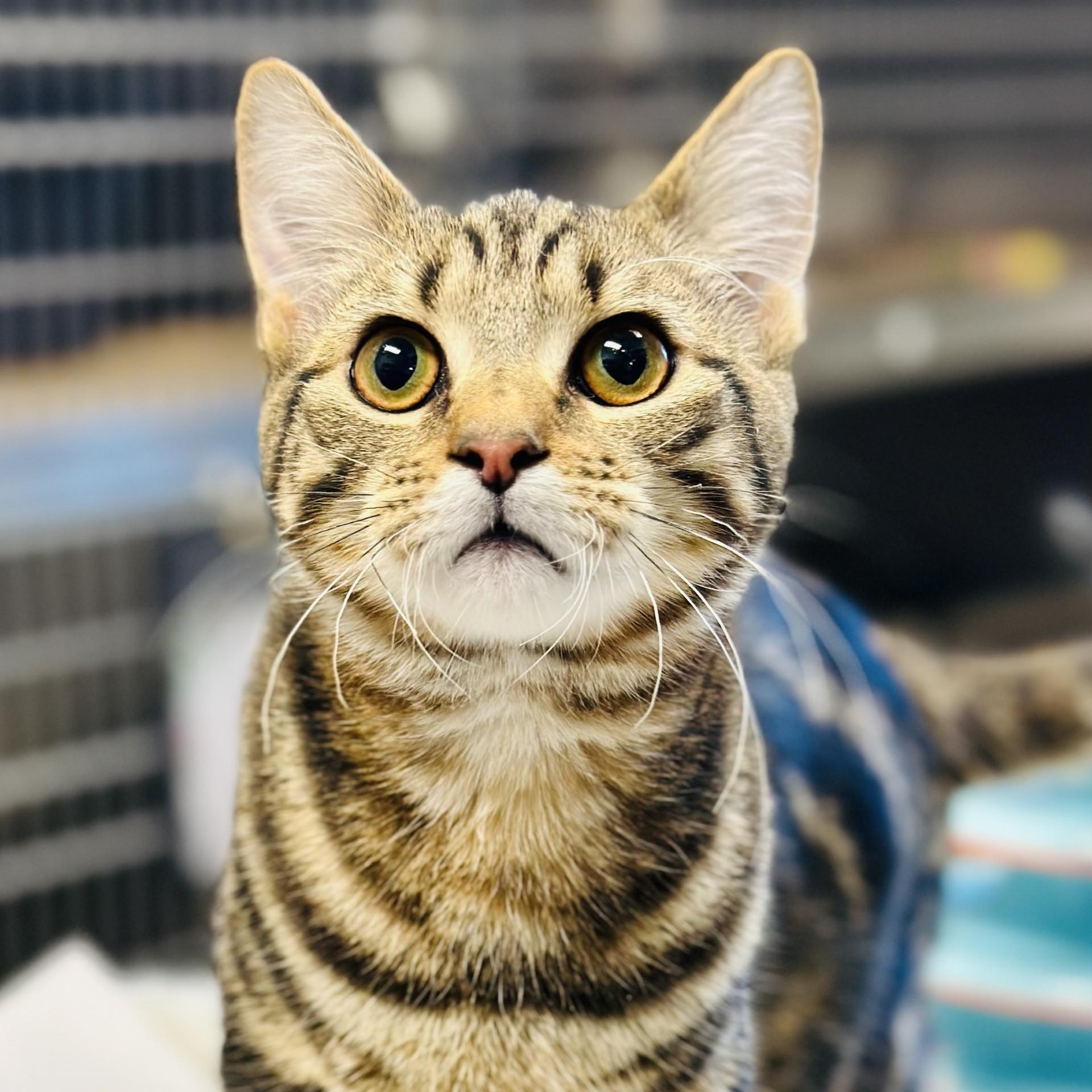 Pancho , an adopted Domestic Short Hair in Manahawkin, NJ image 2/4