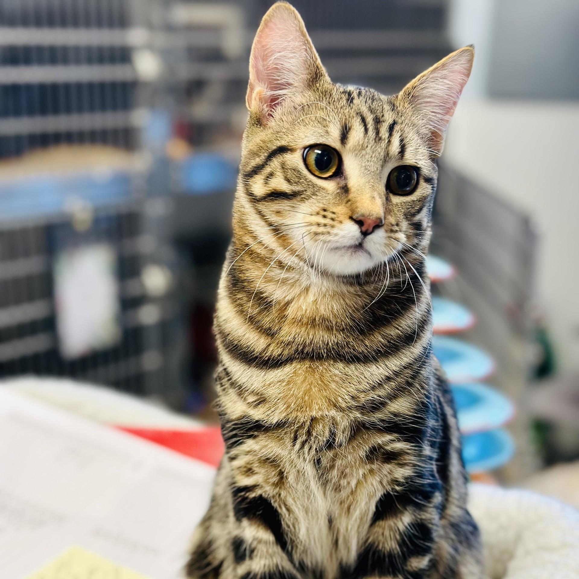 Pancho , an adopted Domestic Short Hair in Manahawkin, NJ image 3/4
