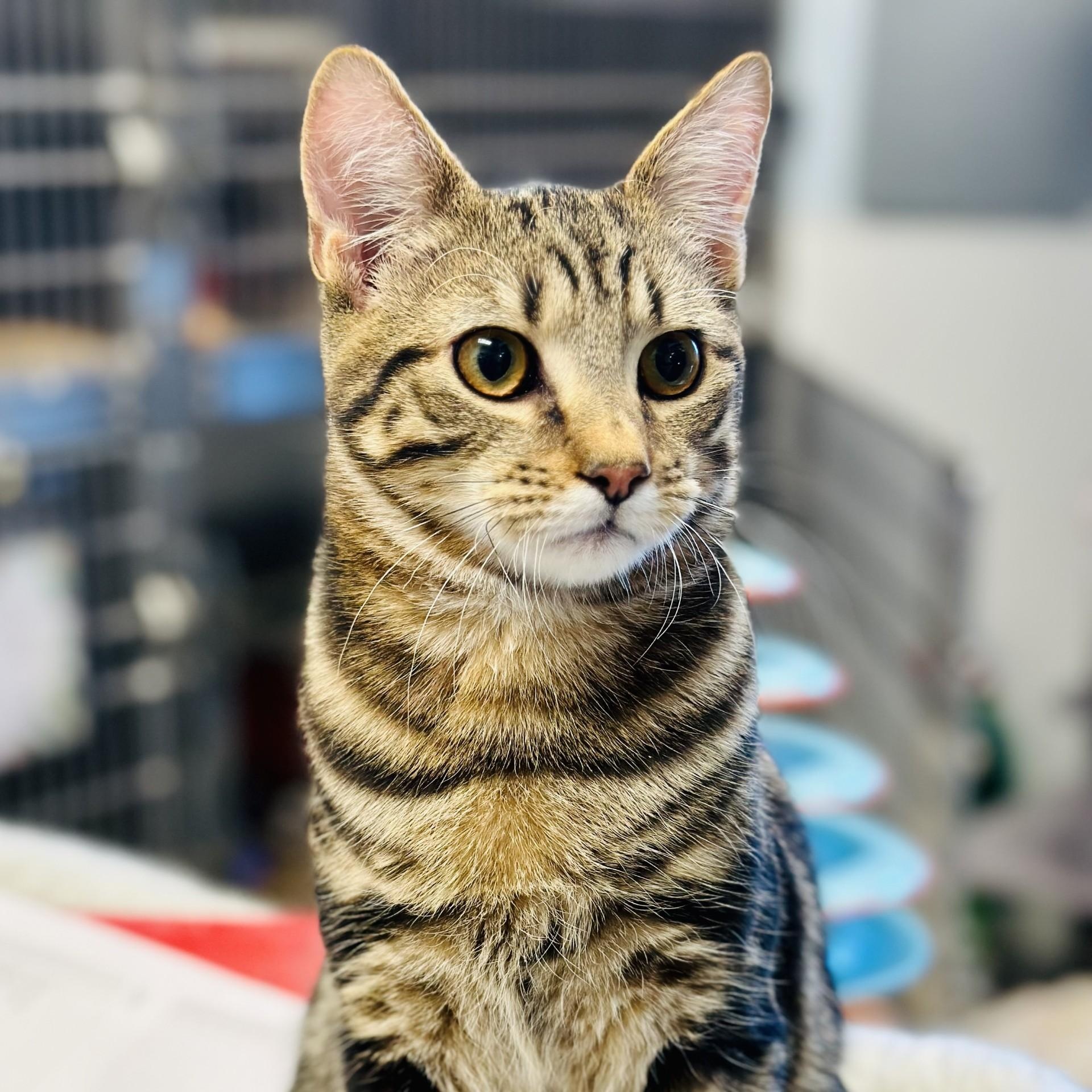 Pancho , an adopted Domestic Short Hair in Manahawkin, NJ image 4/4
