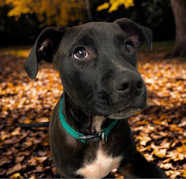 HUNTER, Adoptable, Young Male Labrador Retriever.