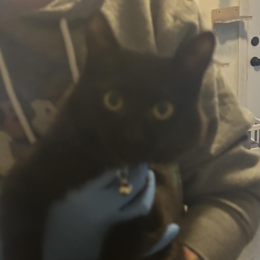 Enlarge Lumen, a Adoptable Domestic Long Hair in Veneta, OR image 1/1