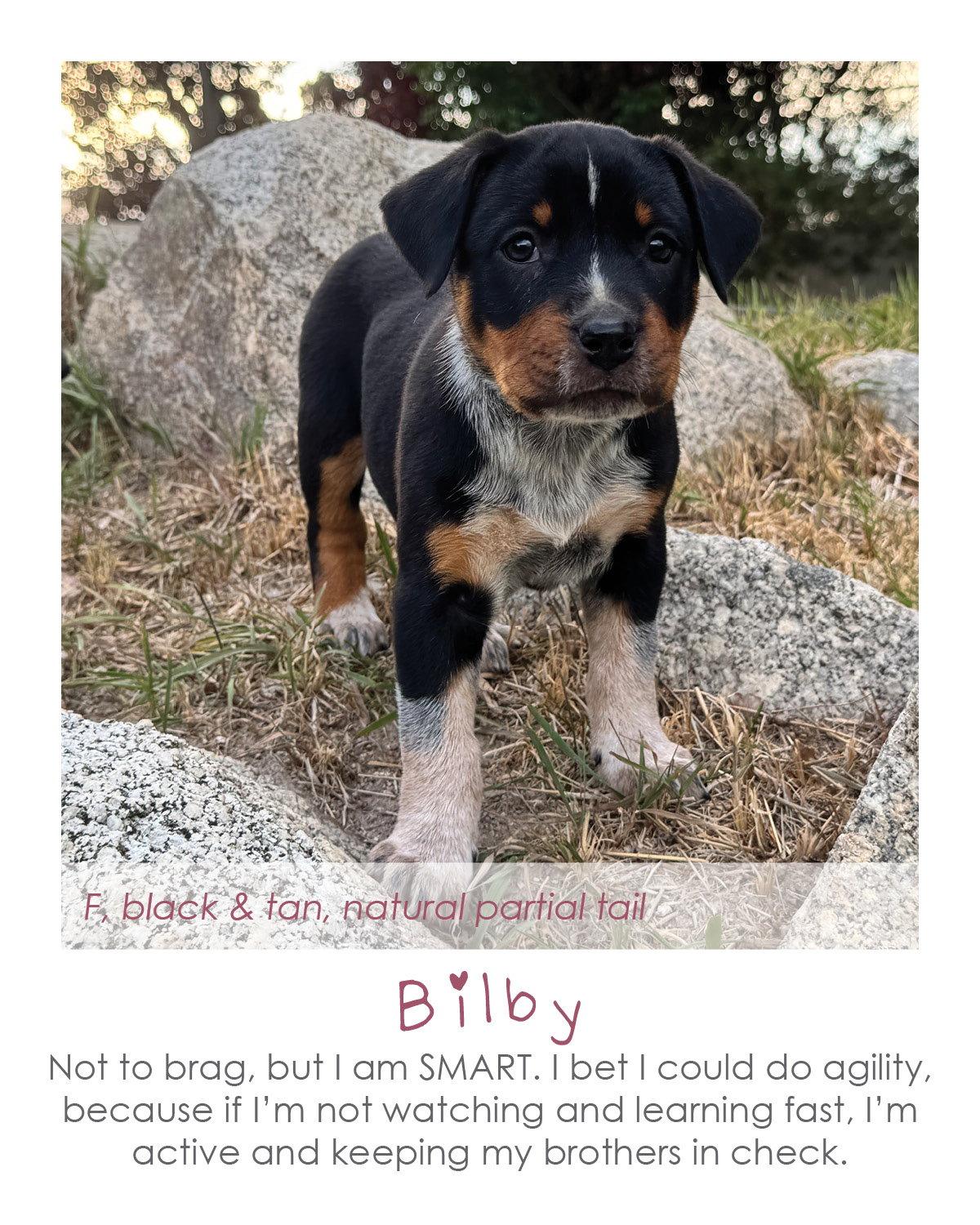 Enlarge Bilby, a Adoptable Australian Cattle Dog / Blue Heeler in Midway, UT image 1/1