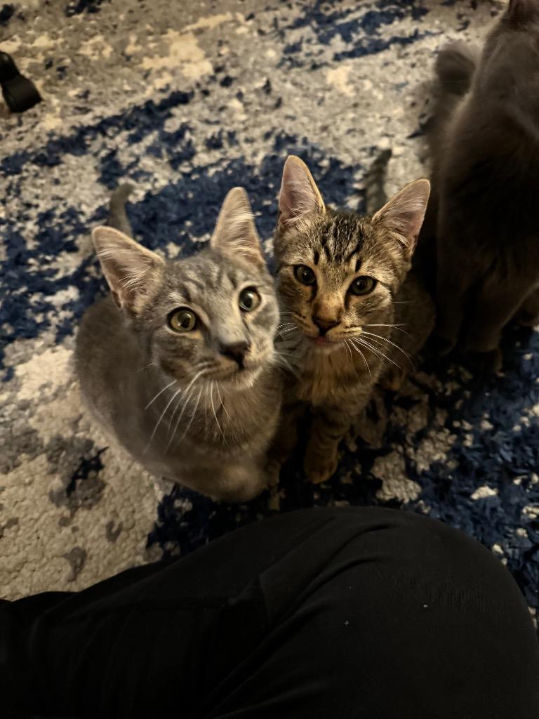 Enlarge Abbott, a Adoptable mixed breed in Palmer, AK image 1/6