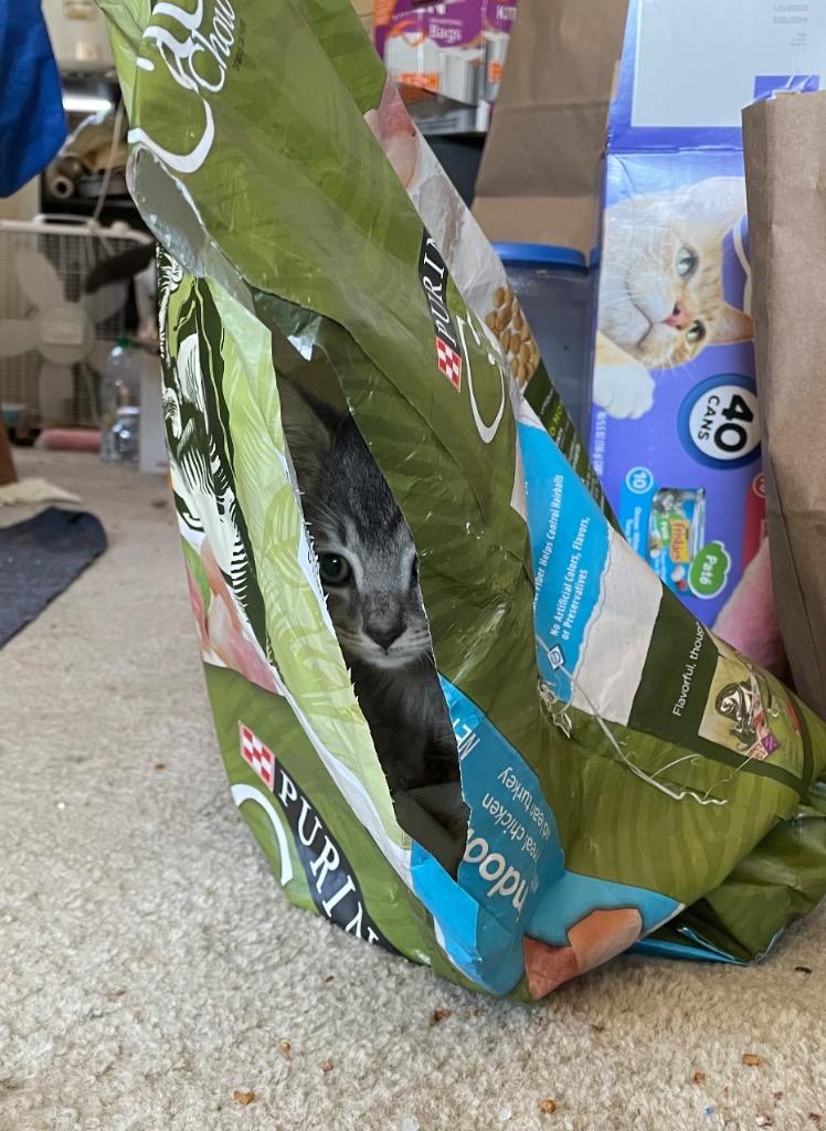 Enlarge Abbott, a Adoptable mixed breed in Palmer, AK image 2/6