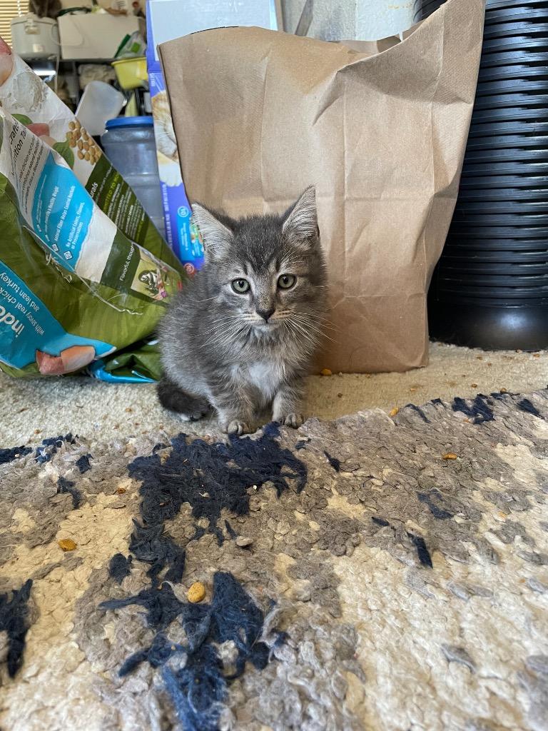 Enlarge Abbott, a Adoptable mixed breed in Palmer, AK image 2/6