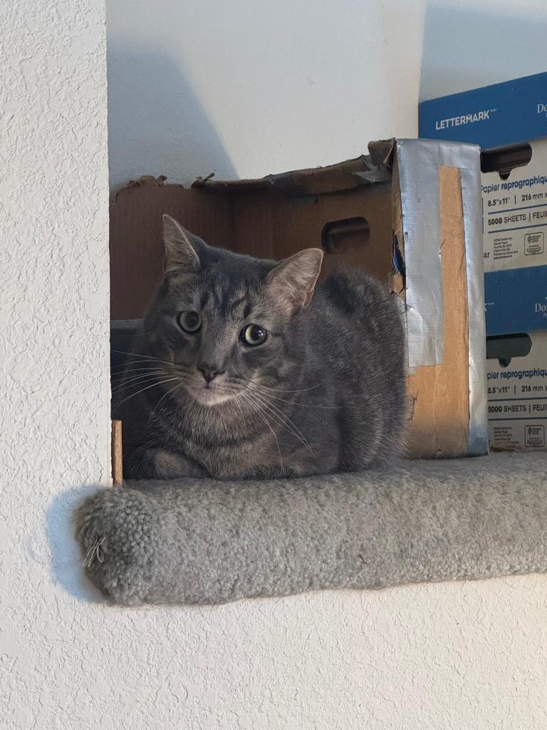 Enlarge Abbott, a Adoptable mixed breed in Palmer, AK image 3/6