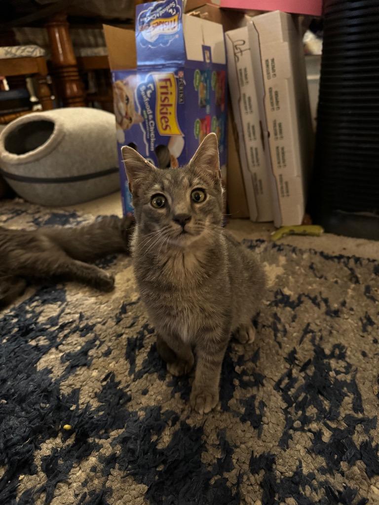 Enlarge Abbott, a Adoptable mixed breed in Palmer, AK image 4/6