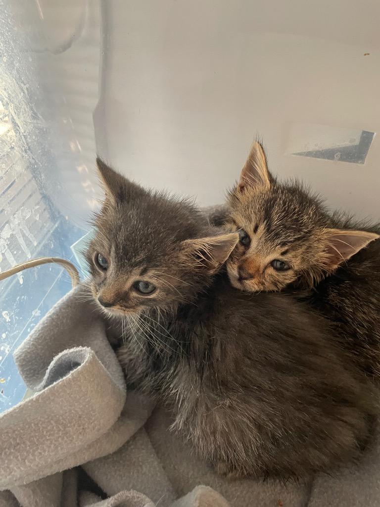 Enlarge Abbott, a Adoptable mixed breed in Palmer, AK image 5/6