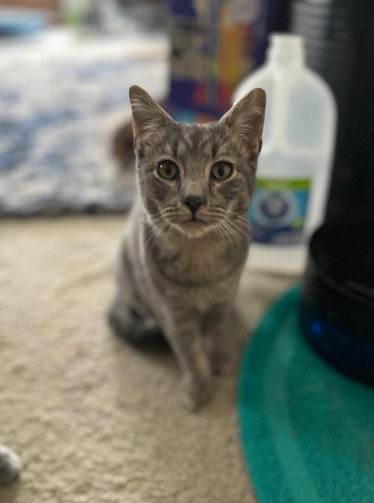 Enlarge Abbott, a Adoptable mixed breed in Palmer, AK image 6/6