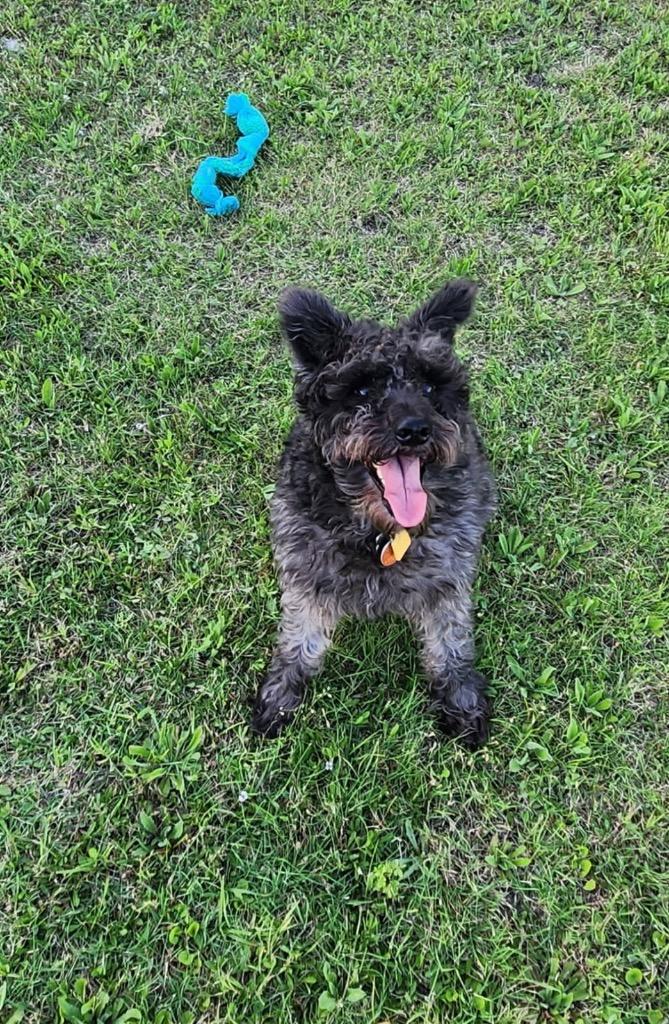 Gibson, Adoptable, Adult Male Poodle.