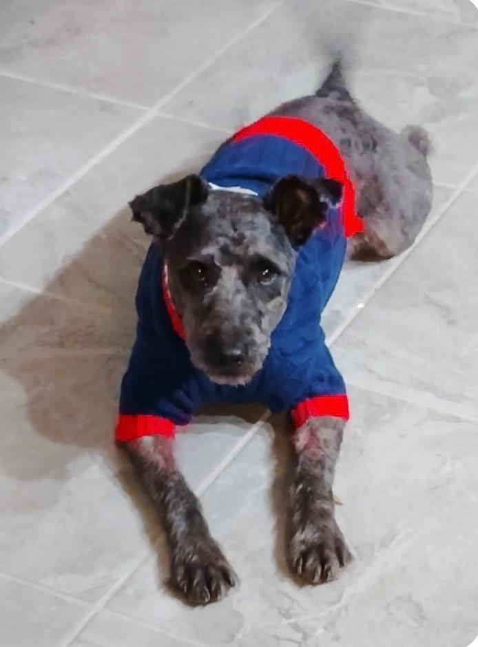 Enlarge Gibson, a Adoptable Poodle in Leander, TX image 1/4