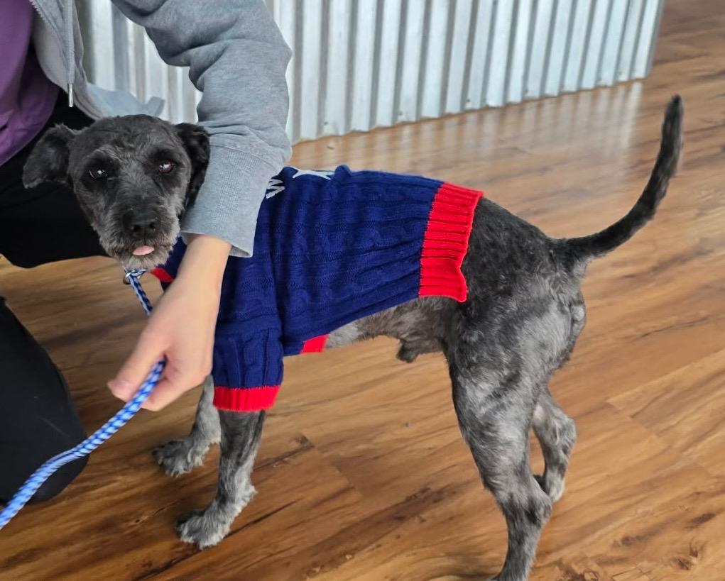 Enlarge Gibson, a Adoptable Poodle in Leander, TX image 2/4