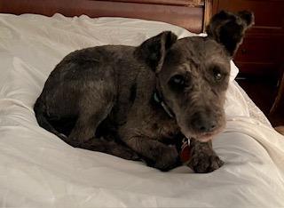 Enlarge Gibson, a Adoptable Poodle in Leander, TX image 3/4