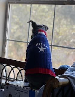 Enlarge Gibson, a Adoptable Poodle in Leander, TX image 4/4