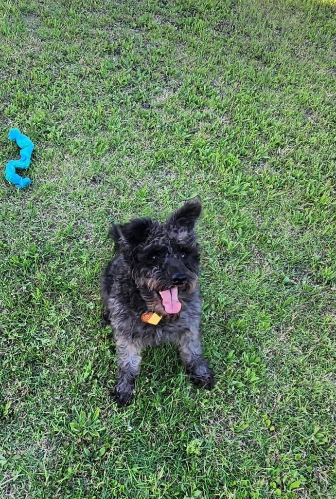 Gibson, a Adoptable Poodle in Leander, TX image 6/6