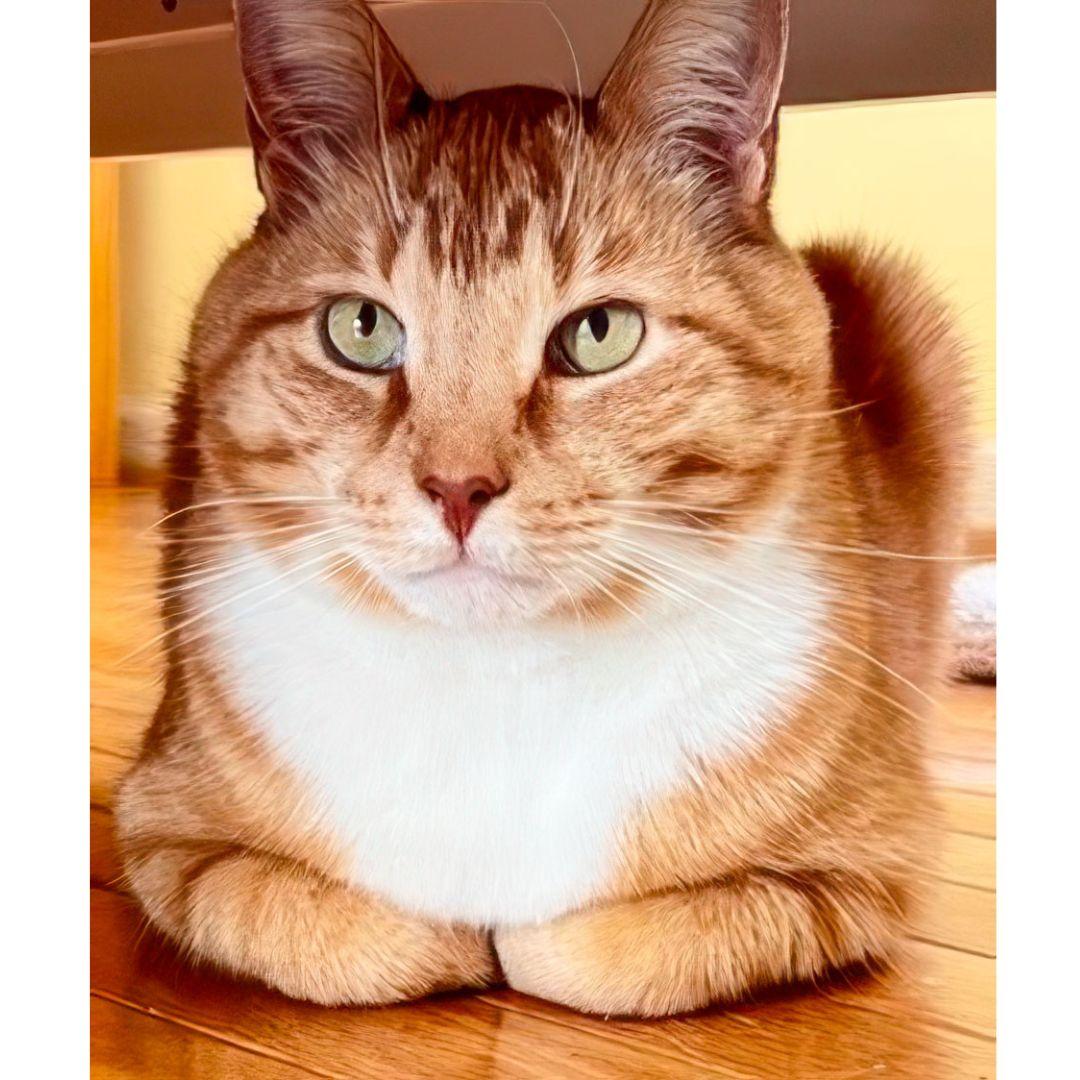 Leo, Adult Male Domestic Short Hair