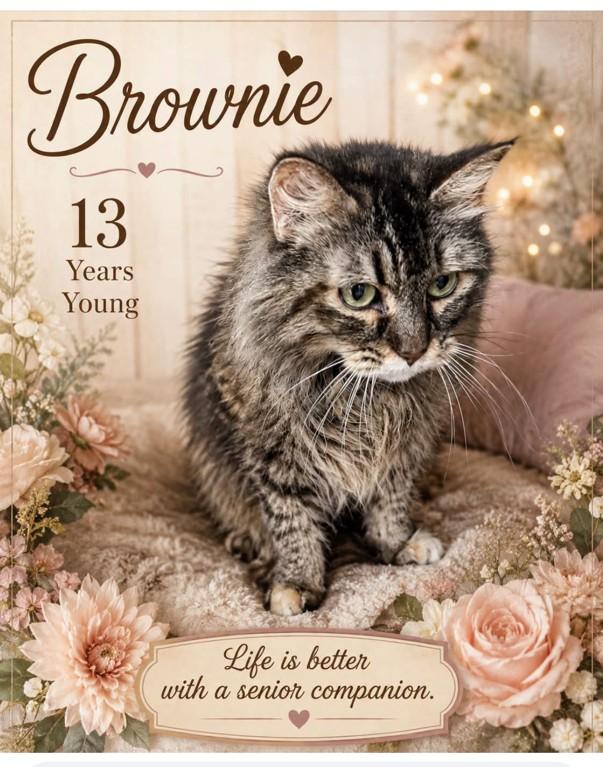 Courtesy Post - Brownie, Adoptable, Senior Female Domestic Medium Hair & Tabby.