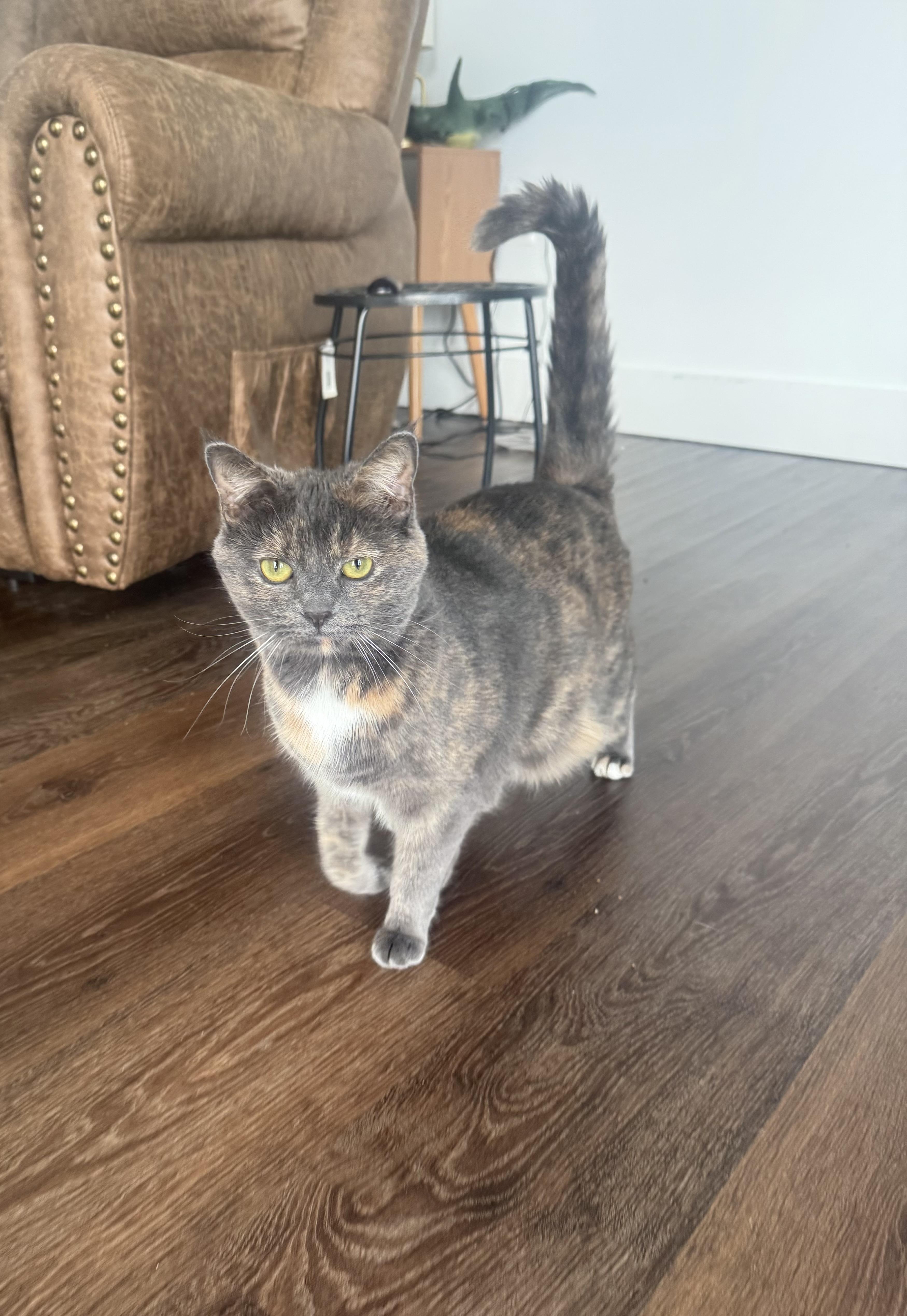 Enlarge Rollie, a Adoptable Dilute Tortoiseshell in Frederick, MD image 1/1