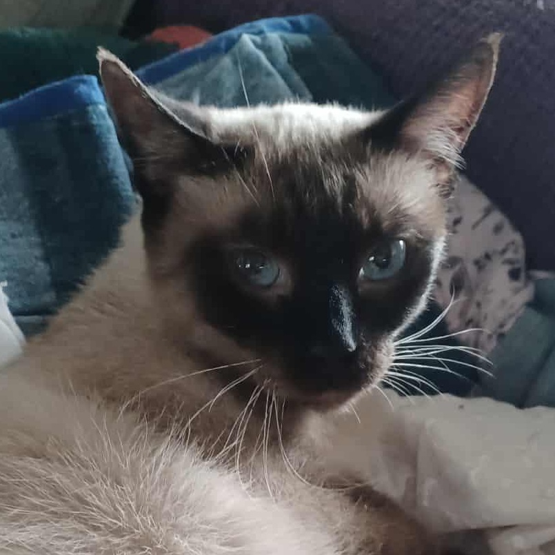 Mimi, an adoptable Siamese in Eureka, CA, 95503 | Photo Image 5