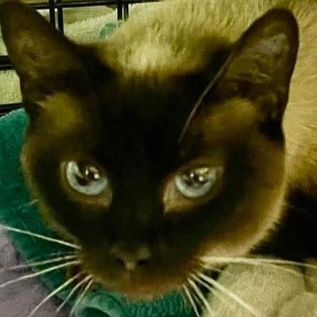 Mimi, an adoptable Siamese in Eureka, CA, 95503 | Photo Image 1