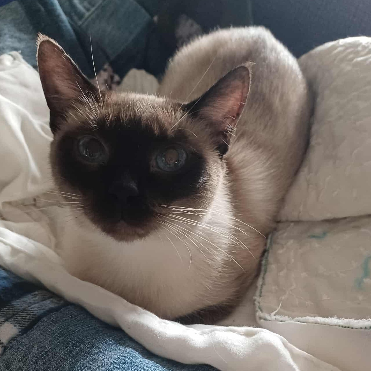 Mimi, an adoptable Siamese in Eureka, CA, 95503 | Photo Image 3