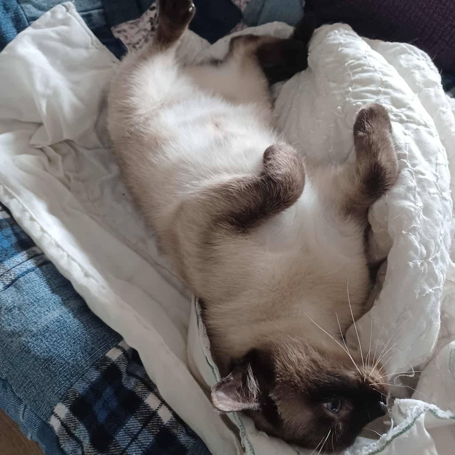 Mimi, an adoptable Siamese in Eureka, CA, 95503 | Photo Image 2