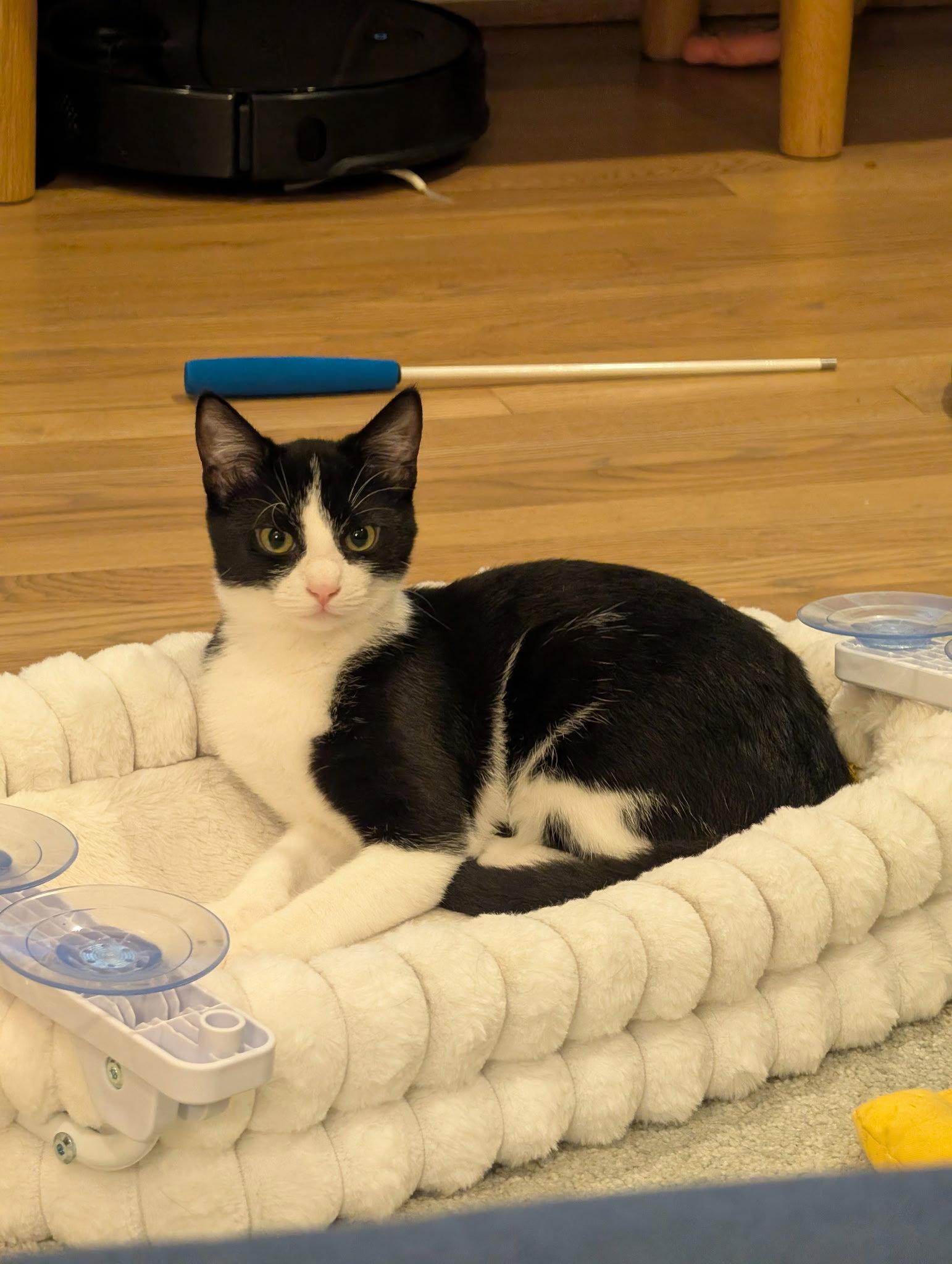 Enlarge Hewey, a Adoptable Domestic Short Hair in Rockville, MD image 1/3