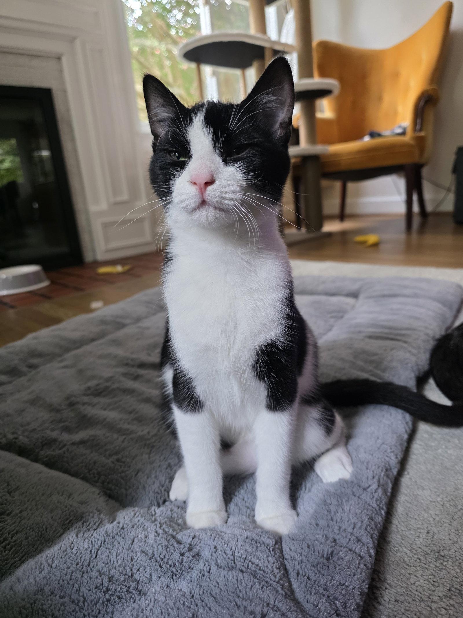 Enlarge Hewey, a Adoptable Domestic Short Hair in Rockville, MD image 1/1