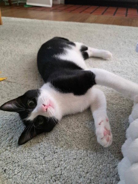 Enlarge Hewey, a Adoptable Domestic Short Hair in Rockville, MD image 3/3