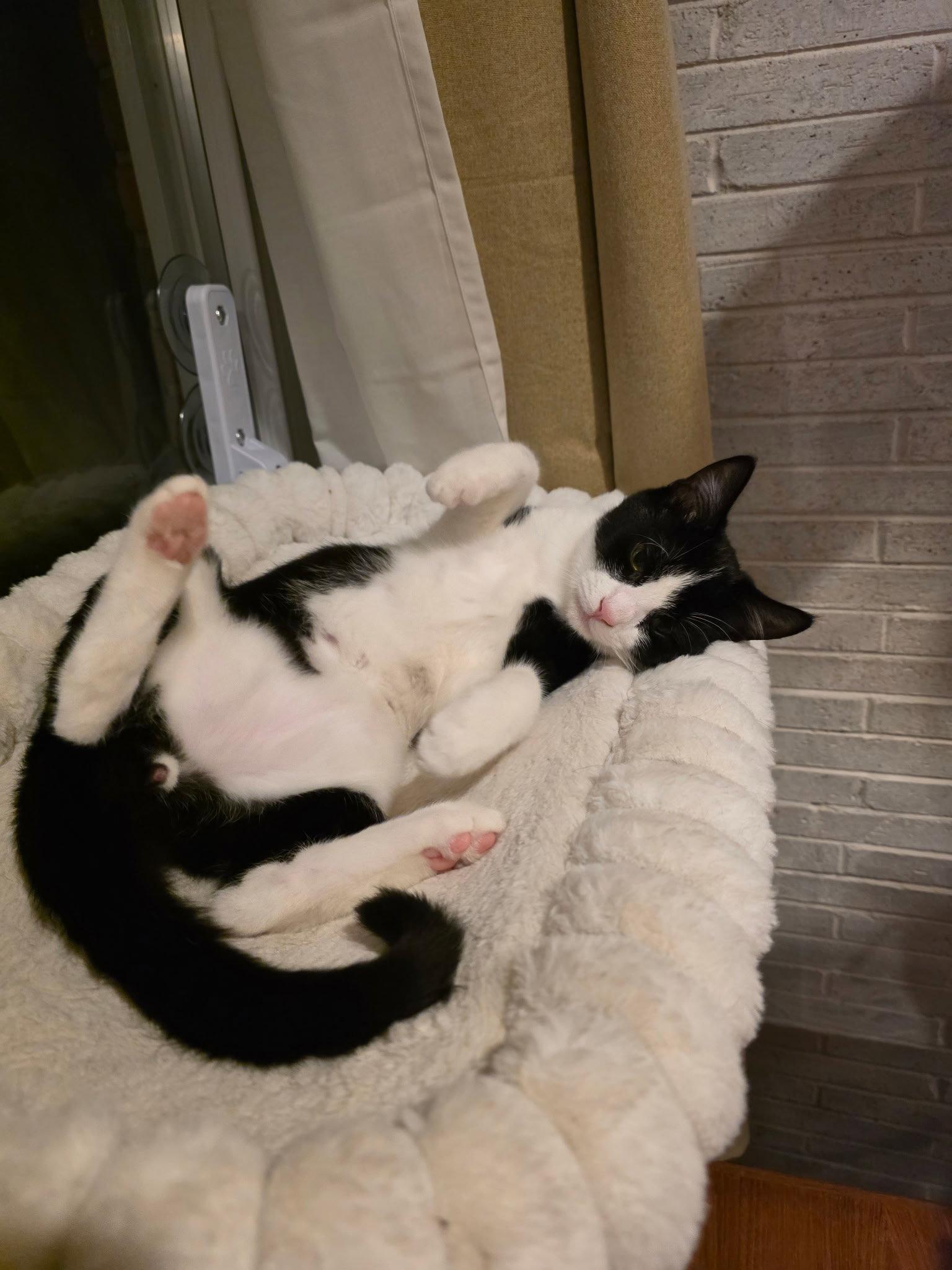 Enlarge Hewey, a Adoptable Domestic Short Hair in Rockville, MD image 3/3