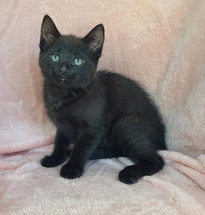 7068 (Meeny), Adoptable, Kitten Female Domestic Short Hair.