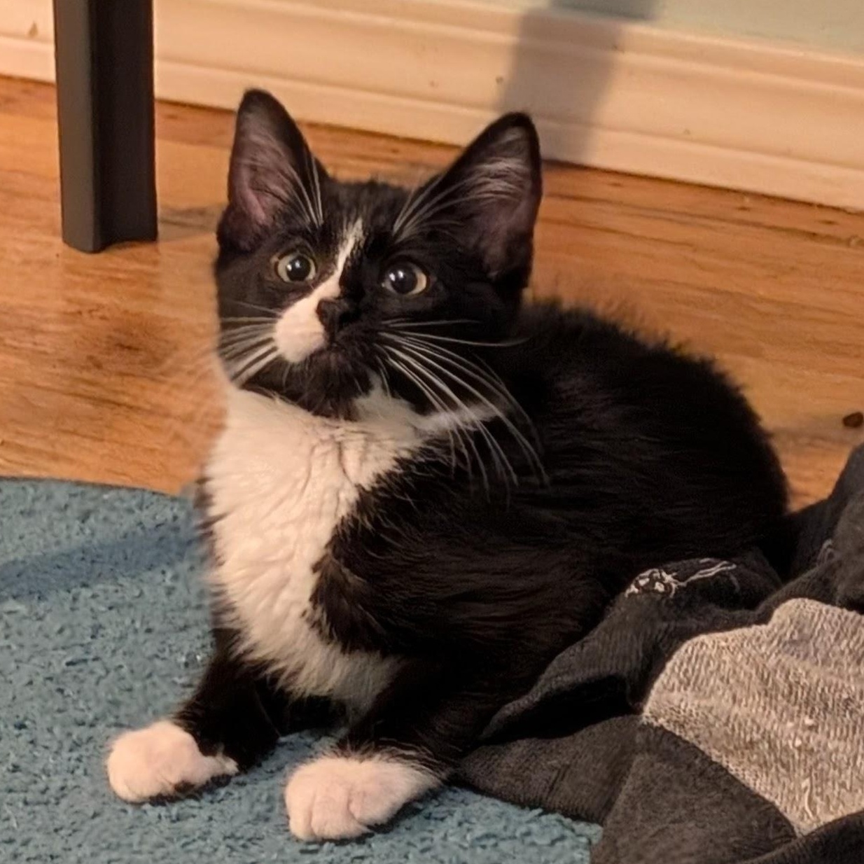 Enlarge Boo, an adopted Domestic Short Hair in Portland, OR image 2/5