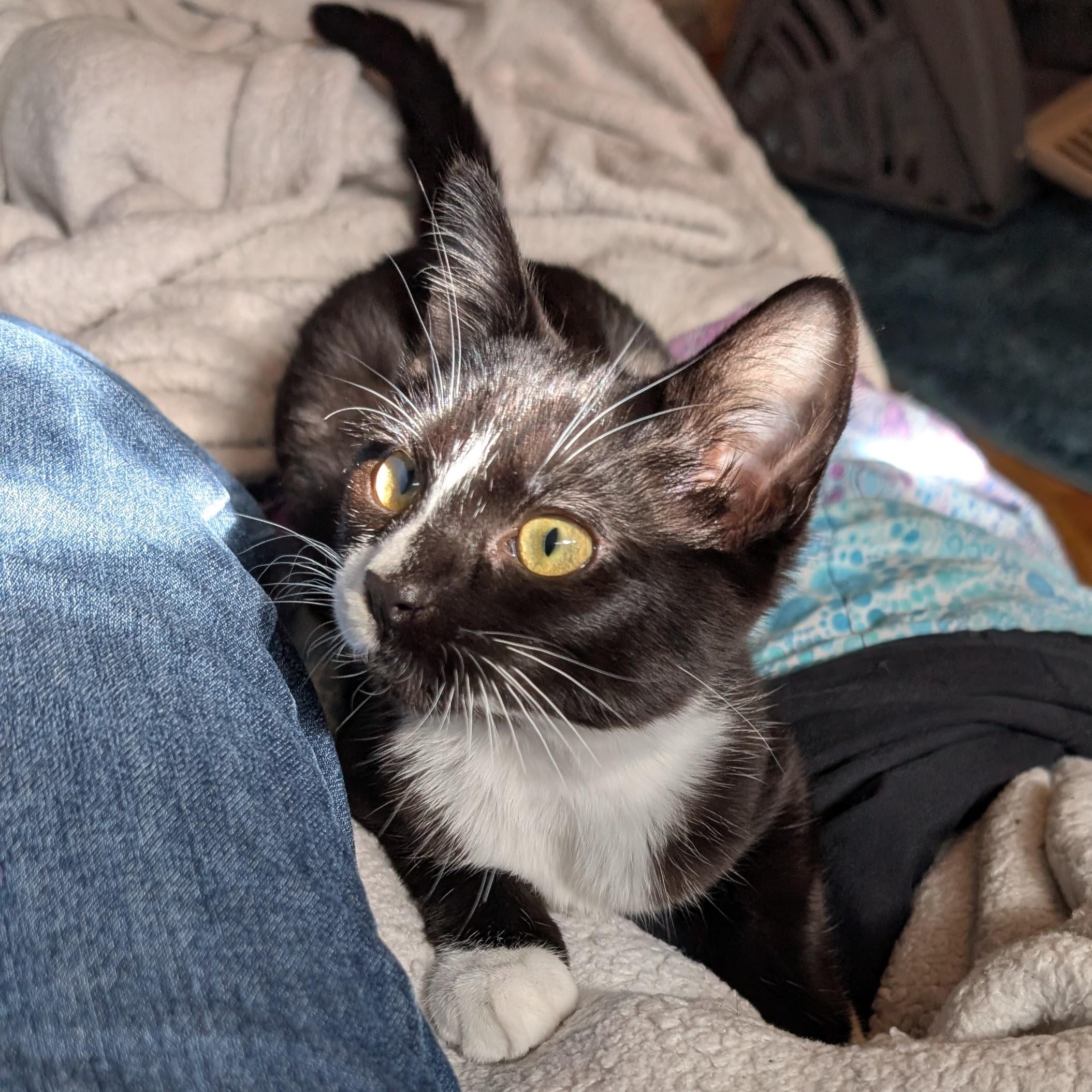 Enlarge Boo, an adopted Domestic Short Hair in Portland, OR image 1/5