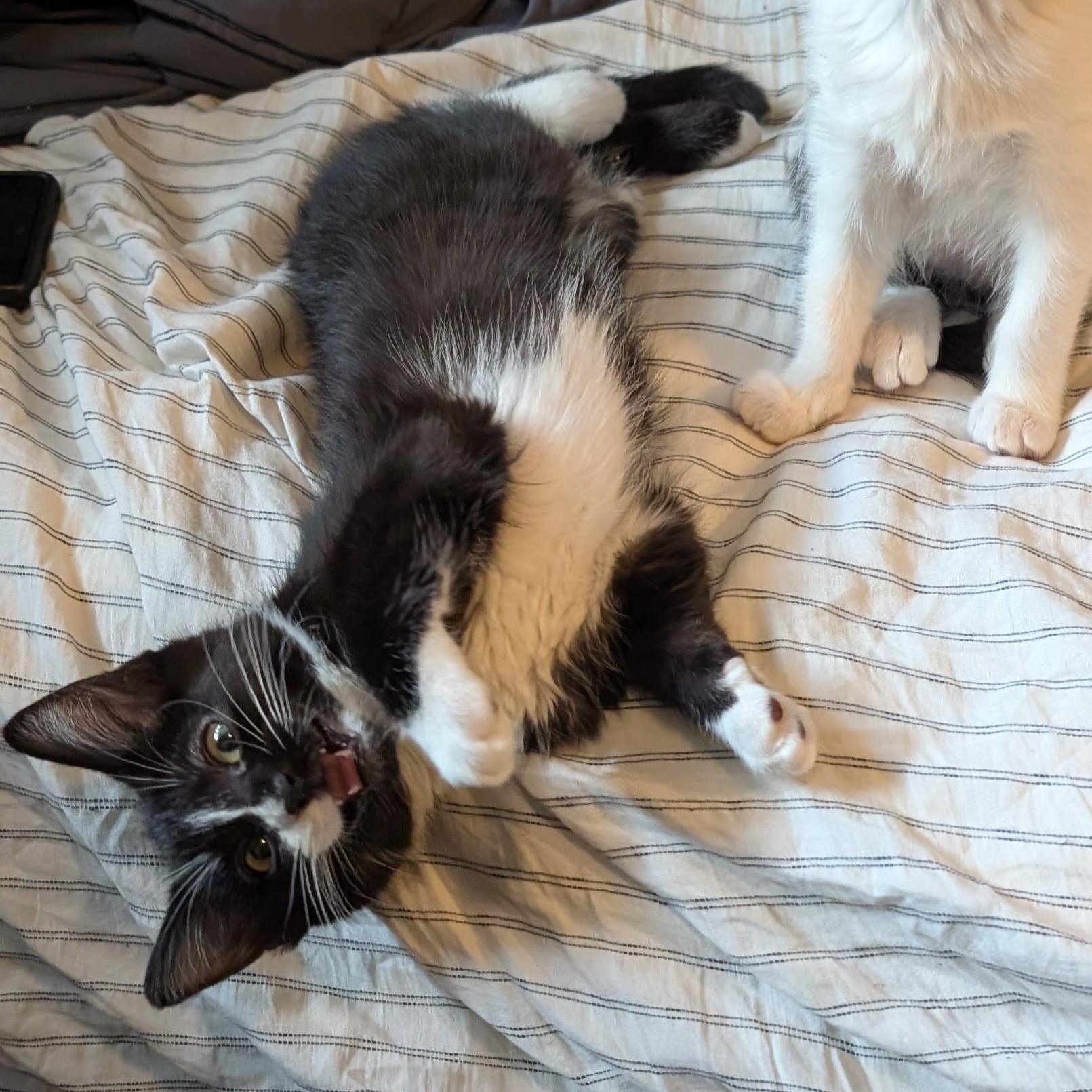 Enlarge Boo, an adopted Domestic Short Hair in Portland, OR image 3/5