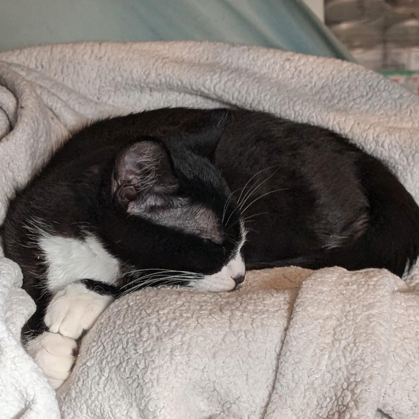 Enlarge Boo, an adopted Domestic Short Hair in Portland, OR image 5/5