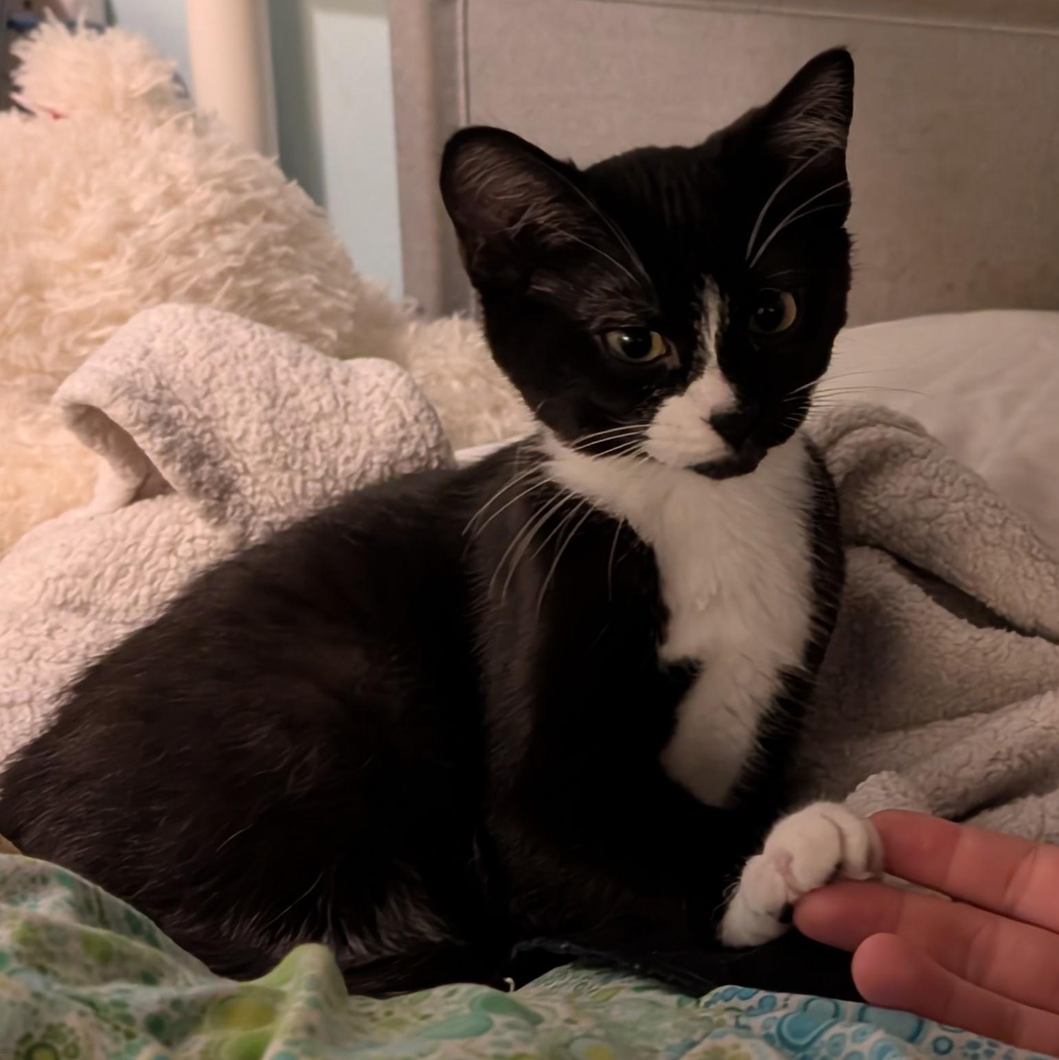 Enlarge Boo, an adopted Domestic Short Hair in Portland, OR image 4/5