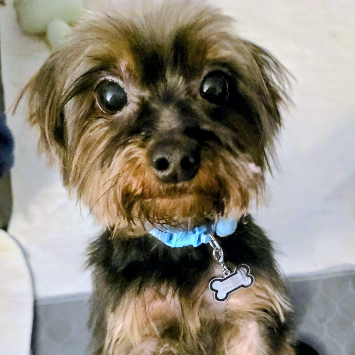 Enlarge Cooper, a Adoptable Silky Terrier in Covington, WA image 1/6