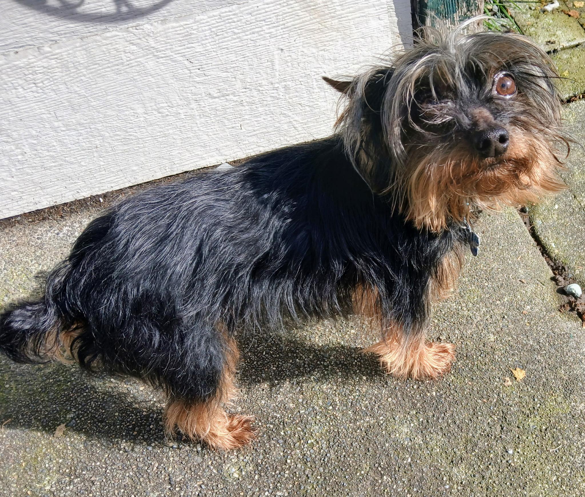 Enlarge Cooper, a Adoptable Silky Terrier in Covington, WA image 4/6