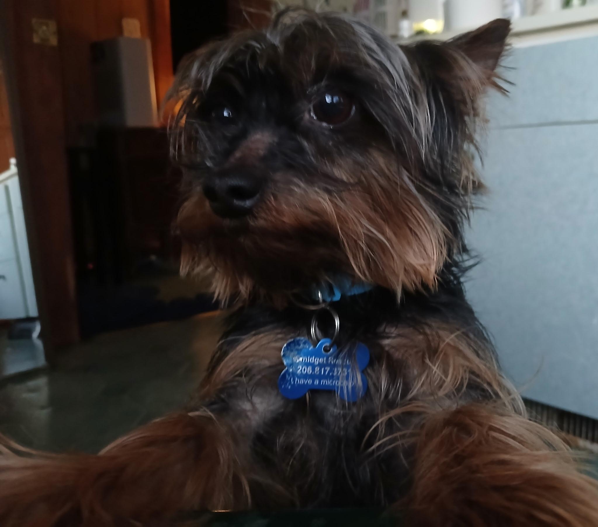 Enlarge Cooper, a Adoptable Silky Terrier in Covington, WA image 3/6