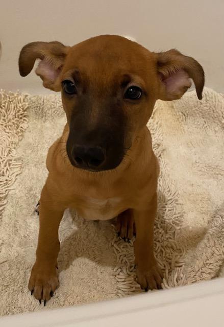 Buster Brown
