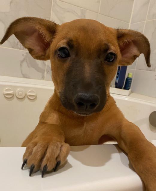 Buster Brown