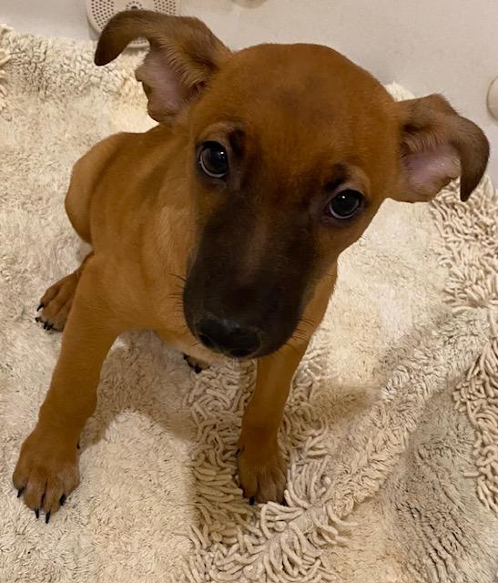 Buster Brown