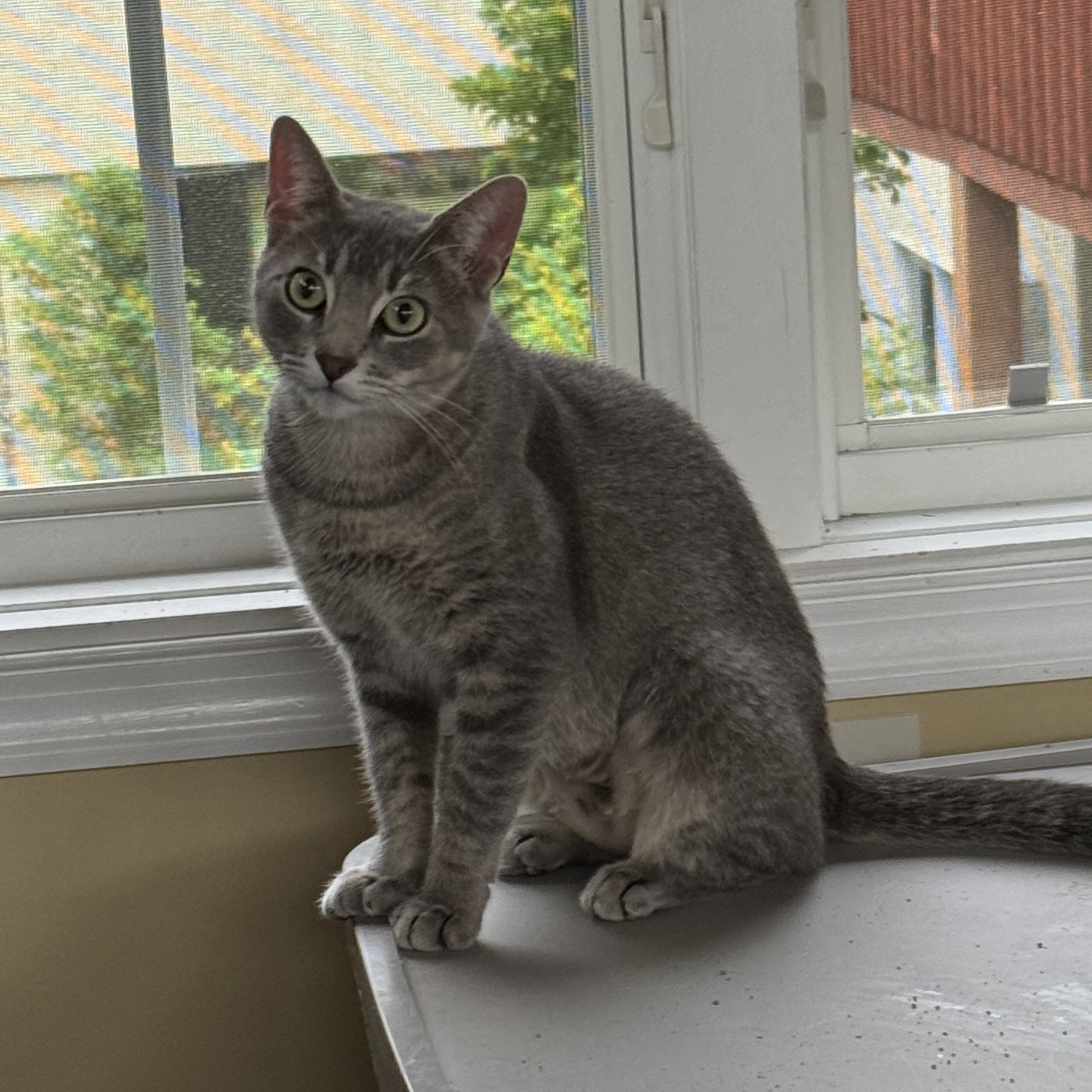 Enlarge Lavender, a Adoptable Domestic Short Hair in Elverson, PA image 1/1