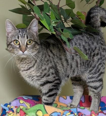 Sammy, Adoptable, Adult Female Domestic Short Hair & Domestic Short Hair.