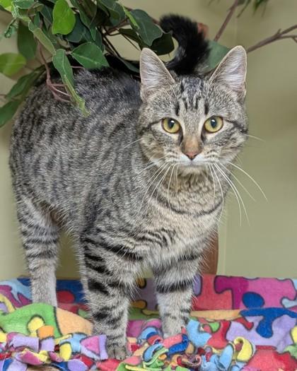 Sammy, a Adoptable mixed breed in Hastings, NE image 2/3