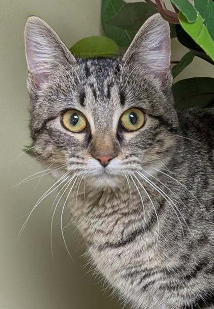 Sammy, a Adoptable mixed breed in Hastings, NE image 3/3