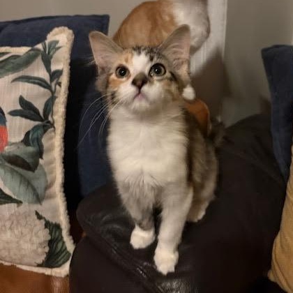 Mama Paige & Sugar Plum — thumbnail 4