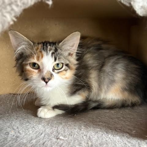 Mama Paige & Sugar Plum — thumbnail 5